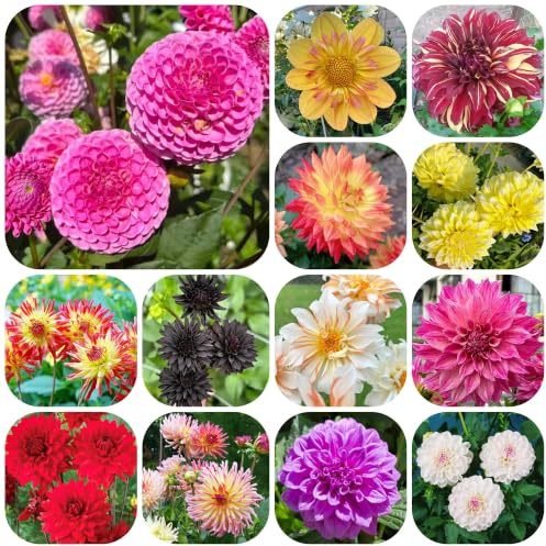 tuberi di dalia resistenti giardino e balcone rari a primaverile per 8pcs