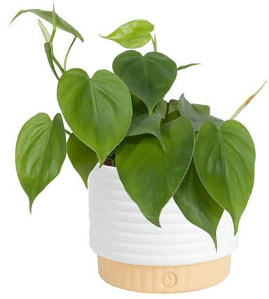 Costa Farms Philodendron Live Plant, Grower's Choice Indoor House Plant, Easy to Grow Vining Houseplant in Decorative Plant Pot, Climbing Trellis, Living Room Home or Office Decor, Birthday Gift