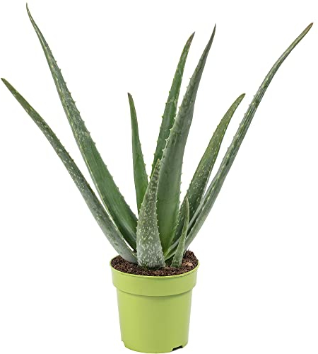Echte Aloe - pflegeleichte Zimmerpflanze, Aloe vera - Höhe ca. 40 cm, Topf-Ø 12 cm