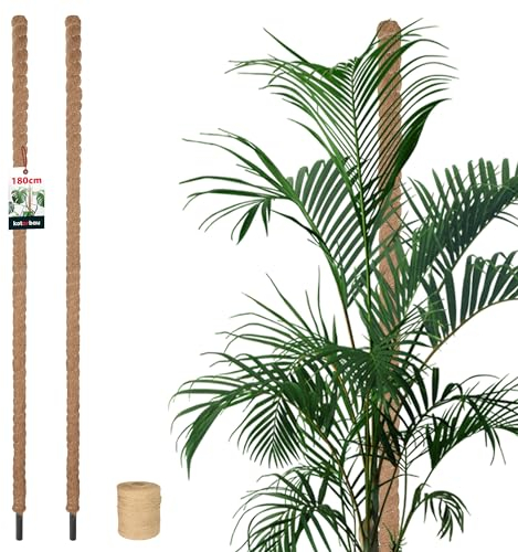KOTARBAU® Set di 2 bastoncini di muschio per Monstera di cocco naturale, diametro 3,2 x 180 cm, per piante Monstera, asta di cocco, asta per piante rampicanti Moss Pole Monstera