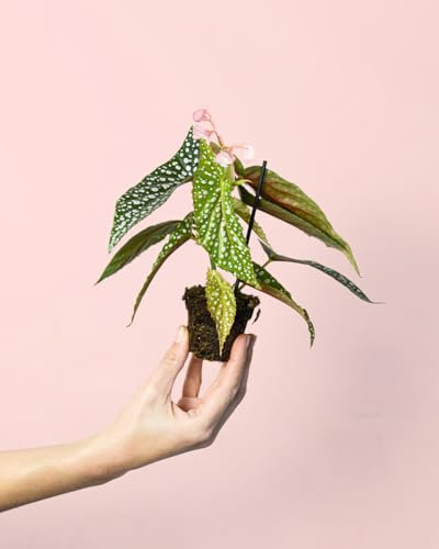 Begonia Maculata Silver Spot | Mini Planta Natural | Pur Plant