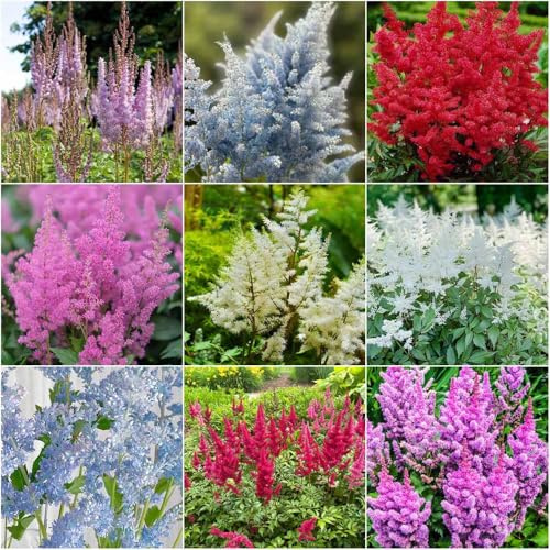 semi di astilbe semi di giardino giardino resistenti perenne perenne resistente, astilbe 15pcs