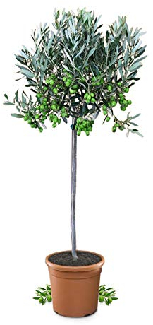 Meine Orangerie Olivenbaum Mezzo - echter Olivenbaum - Olea Europaea - Olive Tree - Fruchtreifes Stämmchen in Gärtnerqualität