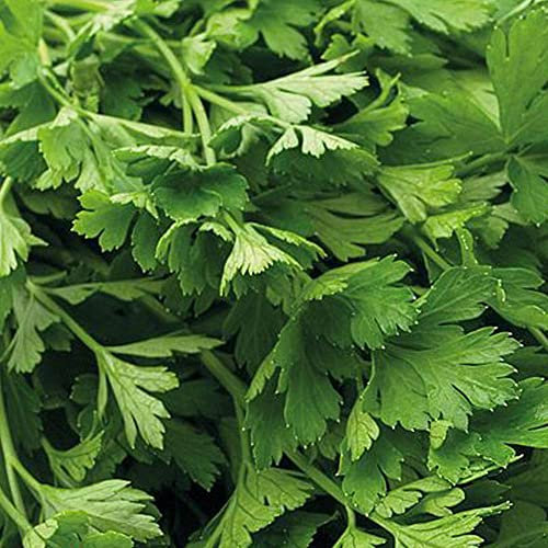 Parsley Flat Leaved Organic Seeds 1 Packet (800 Seeds) – Thompson and Morgan