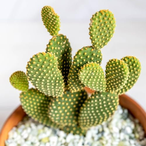 Carbeth Plants - Indoor Plants - Build Your Own Houseplant Collection - 7cm to 9cm Pots - Bunny Ears Cactus - Opuntia Microdasys Plant in 8.5cm Pot