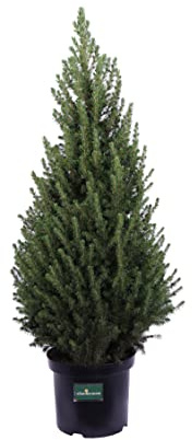 Pianta di Picea Glauca Conica Pianta di Picea Albertiana Conica Abete del Canada pianta da esterno albero ornamentale di Picea pianta vera venduta da eGarden.store (Vaso 26 cm)