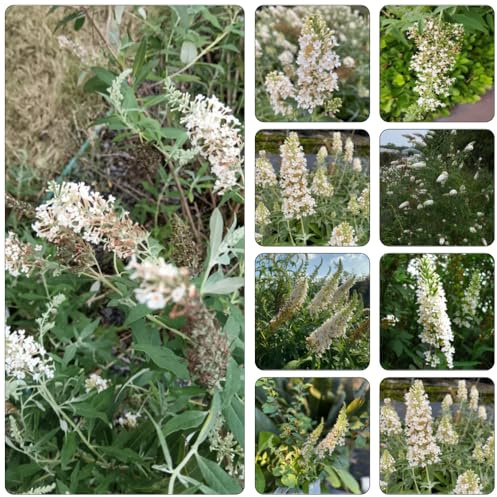 buddleia mariposas - Buddleja davidii - semillas balcón primavera en extremadamente resistentes jardín sombra, resistentes otoño decoración 600pcs
