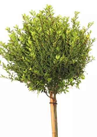 Japanische Stechpalme Ilex crenata Twiggy Hochstamm 40 cm Winterhart Freilandaufzucht