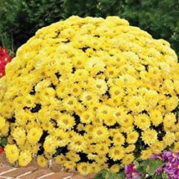 Lila: 100 Stück/Beutel Bodendecker Chrysanthemum Samen Einfache Blumensamen wachsen Für Hausgarten Bonsaipflanzen Lila : Seeds Only