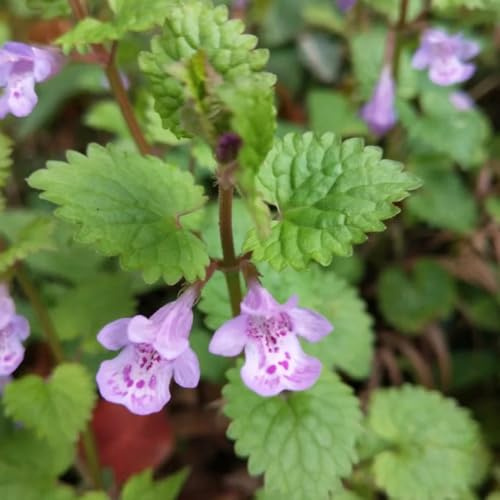 semi di selvatiche edera terrestre, edera terrestre da cucina da balcone, aiuole rialzate glecoma hederacea tappezzanti resistenti, 450pcs