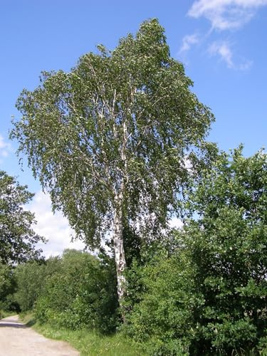 Birke (Betula/Pendula) 5000 Samen (Winterhart)