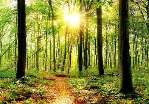 wandmotiv24 Fototapete Sonne Sonnenstrahlen Weg Wald, XXL 400 x 280 cm - 8 Teile, Wanddeko, Wandbild, Wandtapete, Grün, Strahlen, Stämme, Baum M5678