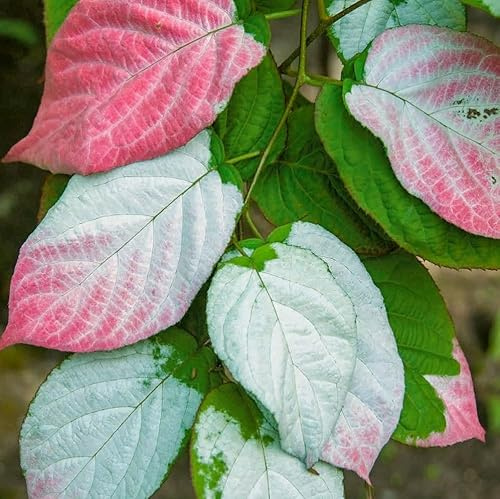Actinidia Adam Ackerfuchsschwanz Bestäuber 2L Pflanze für Anfänger und professionelle Gärtner - Ideal für Kleingarten, Garten - Schöne Pflanze mit ungewöhnlichen Blüten