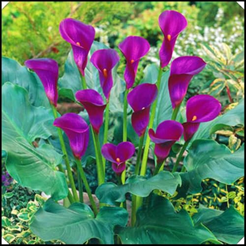 Calla Lily Bulbs,Calla Lily Plants Live(Ornamental Flowers,Plant Bulbs,Garden Flowers,Hardy Perennial,Wedding Flowers)-8bulbs-e