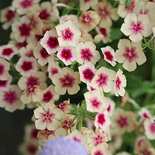 semi di phlox - phlox balcone recisi semi di tappezzanti resistenti al freddo Decorazioni autunnali per un giardino resistente balcone 160semi