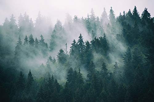 Muralo Fototapete Vlies Wald im Nebel, Bäume, XXL, Wandtapete - 180x270 cm | Stimmungsvolle Tapete, hochauflösender Druck, edle Optik - ideal für Wohnzimmer und Schlafzimmer, Eine ruhige Waldoase