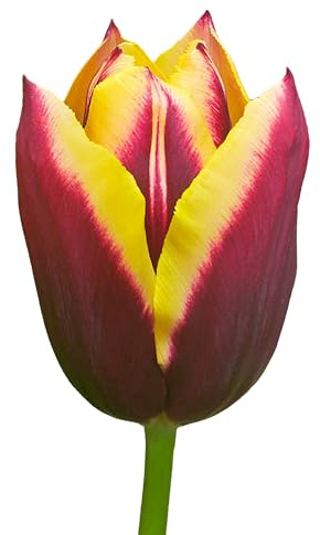 Tulpenzwiebeln 20 x ’Gavota’ – The Bulb Farmers - Frühjahr – in den Niederlanden gezüchtet - Tulpen Zwiebeln – Blumenzwiebeln