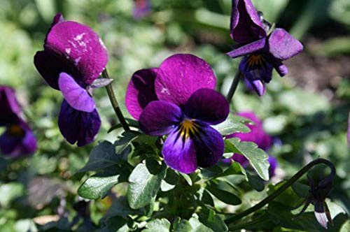e Viola Cornuta Prince 100 Finest Seeds : Seeds Only