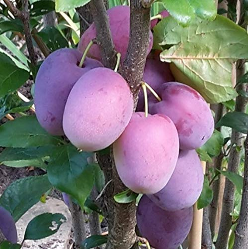 Mirabelle Ruby ® rote Säulenmirabelle 5 L Topfballen Unterlage: St Julien A