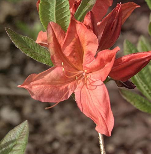 Chinesische Azalee Winston Churchill 40-60cm - Rhododendron mollis
