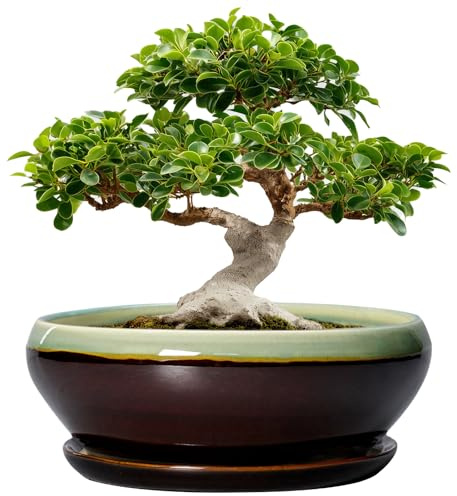 SQOWL Bonsai-Töpfe, 30,5 cm, große Keramiktöpfe für Sukkulenten mit Ablaufloch und Untersetzer, Flacher Übertopf für Zimmerpflanzen, Outdoor, runde Pflanzschale, Bürodekoration, Geschenke für Frauen