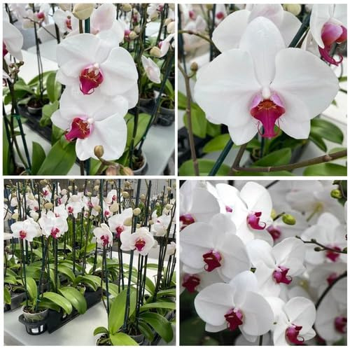 100 semillas de orquídeas Phalaenopsis blancas