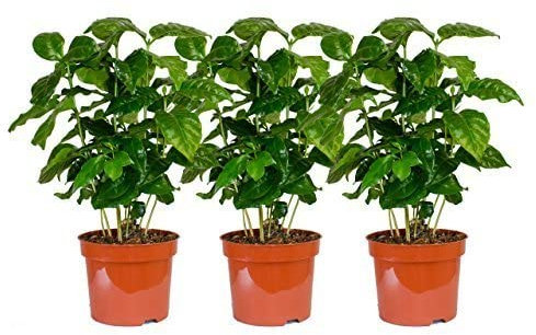 Pack de 3 Plantas del Café Coffea Arabica Altura 30cm Cafeto Plantas de Interior Naturales