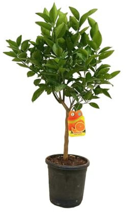 Garden Center Shop | Naranjo Valencia Late 130‑150 cm | Árbol cítrico natural de calidad | Ideal para jardines, huertos urbanos y terrazas | Fácil de cultivar y muy decorativo