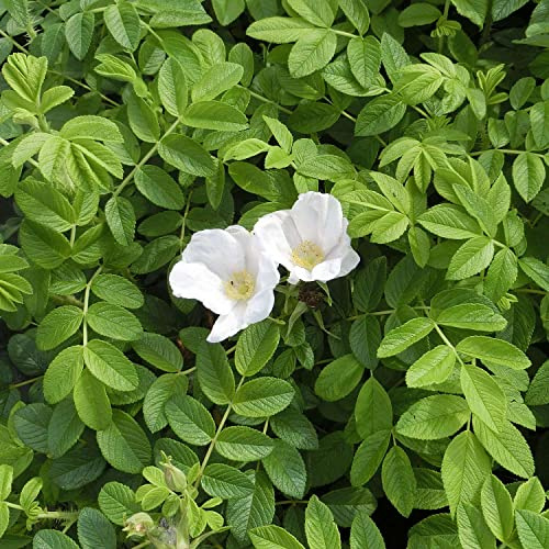 GARTEN SCHLÜTER® Weiße Hagebutte Syltrose Apfelrose Rosa rugosa Alba | Dünenrose pflegeleicht undurchdringlich Heckenpflanze Insektennährgehölz Vogelnährgehölz