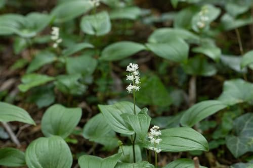 Maianthemum bifolium 9x9 cm Topf – Winterhart, Mehrjährig, Pflegeleicht – Zweiblättriges Schattenblümchen – Bodendecker für Garten & Schattenbeet