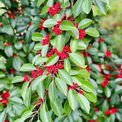 semi di agrifoglio - Ilex aquifolium giardino del balcone Letti elevati per il giardino semi di decorazione selvatica letto elevato per balcone 150pcs