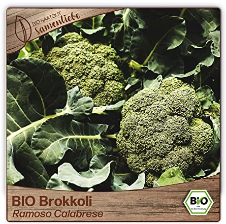 Samenliebe BIO Brokkoli Samen alte Sorte Ramoso Calabrese italienischer Broccoli frühreifender Kohl grün 200 Samen samenfestes Gemüse Saatgut für Gewächshaus und Freiland BIO Gemüsesamen winterhart
