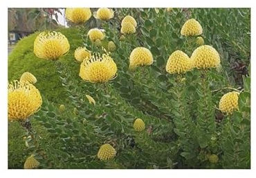 Stk - 5x Leucospermum conocarpodendron Strauch Garten Pflanzen - Samen B1704 - Seeds & Plants Shop by Ipsa