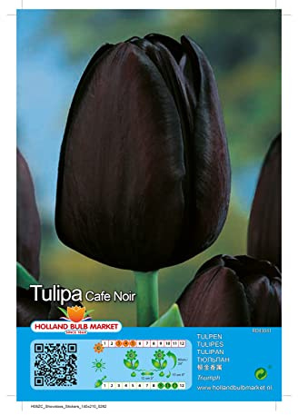 Tulpenzwiebeln : Tulpe  Cafe Noir  5 Blumenzwiebeln