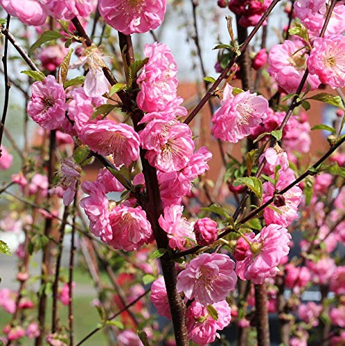 Mandelbäumchen Busch 30-40cm - Prunus triloba - lebende Gartenpflanze aus den Baumschulen