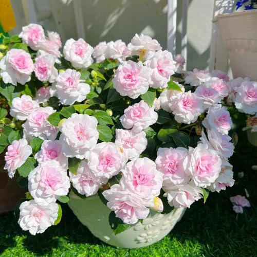 semi di impatiens - semi di estivi Impatiens balsamina - balcone selvatici decorazione da giardino per esterni per luoghi soleggiati serre balcone 100pcs
