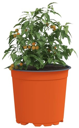 vidaXL Pot à Fleurs 50 pcs Terre Cuite Ø 15 x 13 cm Plastique, Bac à Fleurs Moderne, Pot cylindrique Durable, Contenant Chic pour Plantes intérieures et extérieures