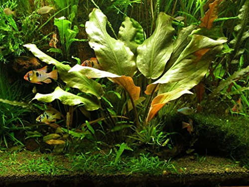 Cryptocoryne Blassii - submerged - Aquarium 10 Strands Ceramic