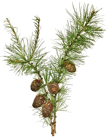 100 Samen Europäische Lärche Larix decidua Waldbaum Samen