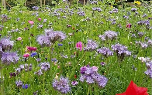 1kg Mix Flower Seeds Mixed Pollen and Nectar10 Species Meadow Flower Seeds Pasture Bees Butterfly Bulk Value Butterfly and Bee Attracting Naturalising Mix Nectar