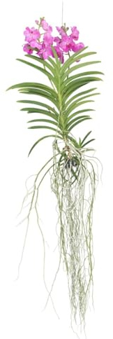 Plant in a Box - Vanda Magic XXL – Rosa – Höhe 90 cm