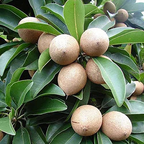 Graines de fruits de sapote paquet de 100 graines
