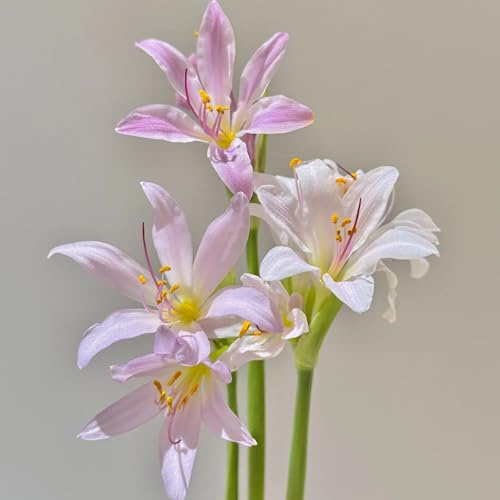 Lycoris Radiata Winterhart - Lirio de araña – lirio de araña – lirio de colores brillantes para arriates y terrazas, floración larga y resistente, 10 raíces D