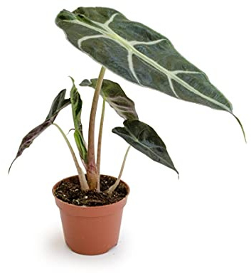 Alocasia Amazónica Polly Planta de Interior Natural Planta Oreja de Elefante