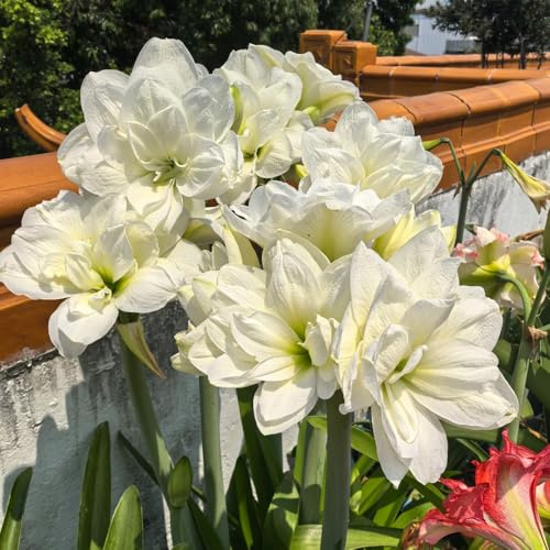 amaryllis, blumenzwiebeln steingartenpflanzen Hippeastrum hochbeete für garten balkongewächshäuser winterharte stauden für pralle sonne deko wohnzimmer kletterpflanzen gartenblumen 5zwiebel
