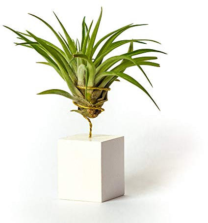 PLANDAIRE Piante Tillandsia Vera Sospesa Velutina con Supporto - Piante Aeree Vive - Pianta Figlia del Vento Pianta Vera da Interno - Air Plant - Piante da Casa Piante d'Aria (Bianco)