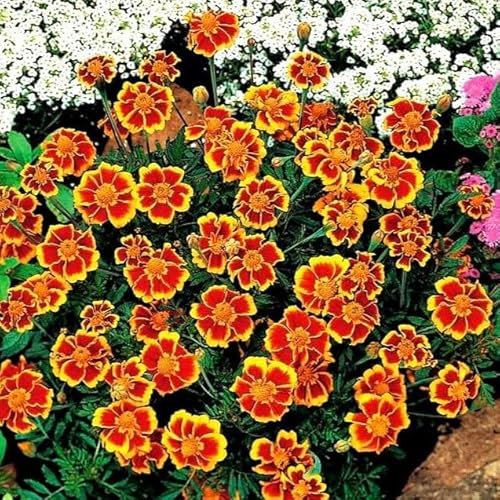 French Marigold Dainty Marietta 500 Seeds + Plant tag + Freebie - Tagetes patula Nana Single
