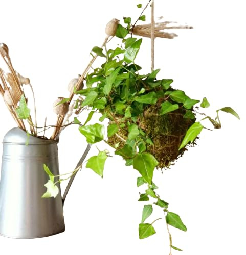 Árbol Natural KOKEDAMA Artesanal DECOALIVE Planta Hiedra en Bola de Musgo
