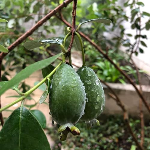 Semi di Feijoa, serre da balcone Acca sellowiana, arbusti a crescita rapida vecchie varietà acquistare da frutto nani resistenti semi rari regali per gli amanti 5pcs