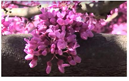 Stk - 10x Cercis chinensis Chinesischer Judasbaum Garten Pflanzen - Samen B878 - Seeds & Plants Shop by Ipsa